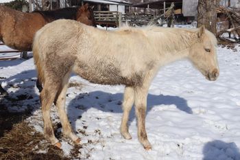 Mercy.  2020 APHA Palomino Paint Filly By Kiss My Tonto  Out of Seekin Prissyboots. She is 5 panel NN.  Should mature to 15.1+ hands.  Apricot always has the most easy going kids on the farm. They come seek you out for attention...I have little doubt that this chicky will be the same way. She is curious and already whinnies to you when you start talking to her. She will be a special girl!  She should excel in English or western riding and really be an all around prospect for someone.  Pedigree includes: Kiss My Zippo, Paint Me Zippo, Sonny Dee Bar, Our Hide N Seeker, Sugar bars, Flamin Quincy Dan, Aliza Tardy and more. Come check her out! SOLD!

