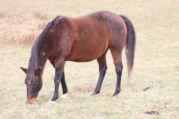 KR Hickory Chick. 2008 AQHA Bay Mare. This girl has been added to our program, we are excited about her foal! Pedigree includes: Rushing Peppy, Docs Hickory, Peppy San Badger, Zantanon Bar, Docs Maghony, Docs Hickory Chex and many more! She is 5 panel N/N.
