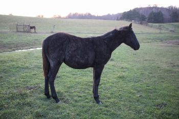 Goose. 2017 AQHA Blue Roan Colt. By Wrss Wyohancockgunnr and out of Gunnin Sugar. This guy is by far our biggest colt we have had this year! He already looks like he is 2 weeks old and he hasn't even unfolded yet. Really well bred, will be incredibly smart and athletic. If you are looking for a prospect that can go rope cows in the morning, trail ride in the afternoon and barrel race on the weekends, this would be your guy. He's going to be big and stout, yet able to turn on a dime. His full sisters are the 2 bay dun roan fillies we have (Envy and Aspen). This guy will look just like them, build wise in a year or 2. Should mature to 15.1-2 hands, if not more. Pedigree includes: Smart Little Lena, Freckles Playboy, Playgun, Blue Apache Hancock, Leo Hancock Hayes, Gooseberry, Plenty Try, Wyo O Blue, Chukkar Maid, and many more. His sire is 5 panel NN. His name is 4 panel NN, she is a Herda carrier. If you are looking for a gelding prospect, this will have no bearing. Herda is a recessive genetic disorder and in order for the resulting foal to be affected, both sire and dam must be carriers. This is not the case here. If you are looking for a stallion prospect, he would make an excellent one. However, if you would like to get him tested before purchasing him for that purpose, we would be happy to do so for you. If anyone has any questions at all about any of this, do not hesitate to message me. He is 5 panel NN! SOLD!
