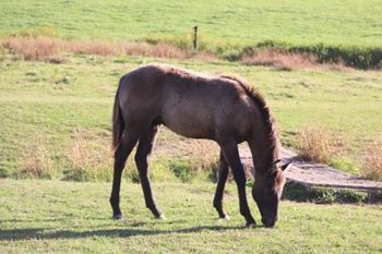 Nitro. 2022 AQHA Grulla/Grulla roan colt. By Cool Driftin Jaz and out of Twists for GunsNCash. This guy is so sweet and easy going! We love him and his personality! Should mature to 15 to 15.1 hands. He is 5 panel NN. Pedigree includes: Nitros Steel Dust, Doc O Lena Twist, Missin James, Dash For Cash and more. SOLD.
