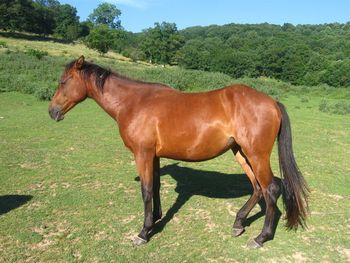 Smart Twistn Lark. Also known as Lark. 2009 AQHA Bay Filly. $1200. Lark is out of our Rugged Lark and Playgun Grandbaby. Her mother's name is Larks Playgun. She is by our ATV stallion, this little petite filly will be able to catch a cow and do anything in the show ring Smart Twistn Lark. Also known as Lark. 2009 AQHA Bay Filly. $1200. Lark is out of our Rugged Lark and Playgun Grandbaby. Her mother's name is Larks Playgun. She is by our ATV stallion, this little petite filly will be able to catch a cow and do anything in the show ring. SOLD!!
