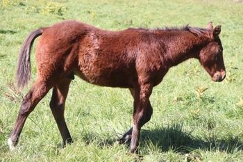 2022 AQHA Bay Colt. By ATV and out of Lil Foxy Cottontail. This guy is thick as can be. He is 5 panel NN and should mature to 14.3 hands. He will be easy going and willing to please. He is a half brother to the sorrel colt, Cru that we kept back for a replacement stallion prospect. If this guy was a filly, he wouldn't go anywhere. Pedigree includes: Little Trona, Trona, Finally Got Smart, Doc O Lena Twist, Peppymint Twist, Royal Silver King, and more. $3300. SOLD
