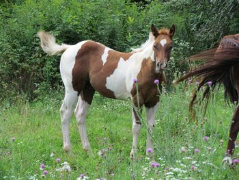 2013 APHA Chestnut Tobiano Colt. By Kiss My Tonto and out of Doc's Cherry Queen. $1000. Really cute guy that is evenly marked! Not too much white and not too much color! Pedigree Includes: Dash For Cash, Kiss My Zippo, Missin James, Jesse James, Our Hide N Seeker, Sonny Destiny, Sonny Dee Bar and Sky Bug Bingo. SOLD!! Thank you Betty Curling Mills, this guy is going to Virginia Beach with Tinker!
