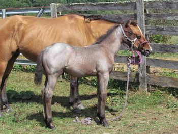Copeys Silent Prayer. 2016 AQHA Bay Roan Colt. By Wrss Wyohancockgunnr and out of Ring My Belles. This guy is going to be a super nice all arounder! Pedigree includes: Chic Please, Smart Chic Olena, Blue Apache Hancock, Leo Hancock Hayes, Gooseberry, Genuine Doc and many more! He is also 5 panel N/N. He should mature to 15.0-1 hands. Very well put together and he is super atheltic. He was cutting our black lab at 12 hours old. Priced at $1600. PLEASE CHECK OUT OUR RAFFLE ON FACEBOOK FOR THIS AWESOME COLT! JUST $25 EARNS YOU A SPOT IN THE RAFFLE! $25 FOR A NICE HORSE LIKE THIS, CAN'T BEAT IT!  SOLD!
