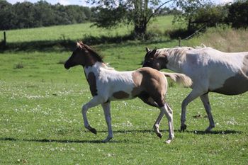 Icelynne. 2020 Grulla Tobiano APHA Filly. By Kiss My Tonto and out of CowboysMargaritaShot. This filly is to die for! Pedigree includes: Kiss My Zippo, Paint Me Zippo, Sonny Dee Bar, Bear Man, Kiblers Black Hawk and more. Should mature to 15.1 hands. She is 6 panel NN. SOLD!
