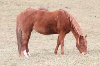 Smart Sugar Playgun. Bellatrix. 2013 AQHA Chestnut filly by Gunnin It and out of Big M Flamin Gay. Not for sale! We are so excited for this girl, this is Sugar's last foal and we were hoping for a healthy filly, and that is exactly what we got! 5 Panel N/N.
