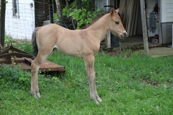 2023 AQHA Dun Roan Colt. By Wrss Wyohancockgunnr and out of Seekin N Twistin. He is SOLD.
