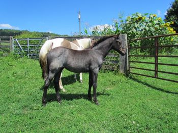 Blackberry. 2015 APHA Blue Roan Solid Filly. By Wrss Wyohancockgunnr and out of Hawks Magic Otoe. Could possibly be homozygous black! Pedigree include: Blue Apache Hancock, Leo Hancock Hayes, Wyo O Blue, Otoe, Kiblers Black Hawk, Moon Brat, Copper College, Chukkar Maid and many more! $1600.  Sold! Thank you Taylor and Ethan, this girl is heading to NC with her weaning buddy Apollo!
