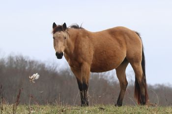 Freckles Silver Gun.  Maggie. 2013 Buckskin Filly. By ATV and out of Dash For Pistol. Pedigree includes: Playgun, Doc O Lena Twist, Peppymint Twist, Miss Silver Pistol, Tuffernhel, Freckles Playboy and Royal Silver King.  5 Panel N/N.
