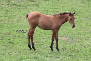 Nala. 2020 AQHA Dun Filly By ATV and out of Playn Smart Hancock. This is Envy's first baby and we could not be more pleased! She is personable, friendly and easy going on the eyes. Great bone and gosh, just so nice. I do not think she is roan, her dam is, but she isn't homozygous roan. Pedigree includes: Playgun, Doc O Lena Twist, Blue Apache Hancock, Smart Little Lena, Flamin Quincy Dan and more. She is 5 panel NN and should mature to 15.1 hands. Priced at $2400. SOLD
