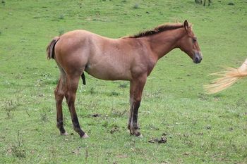 Patron. 2020 AQHA Bay Dun Roan Colt. By Wrss Wyohancockgunnr and out of Twistn For Cash. This guy is flashy and tall and already has great bone! Pedigree includes: Doc O Lena Twist, Miss N Cash, Royal Silver King, Blue APache Hancock and more. He is 5 panel NN. Should mature to 15.0-1 hands. SOLD
