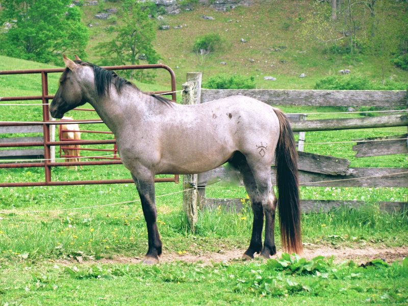 Hudson's Quarter Horses And Paints Our Stallions