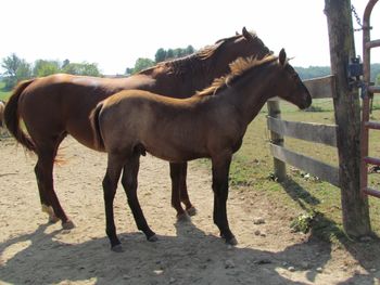 Gunnrs Blue Pistol. Gunnr. 2016 AQHA Blue Roan Colt. By Wrss Wyohancockgunnr and out of Dash For Pistol. This guy is super nice! Look at his build and muscles already! Pedigree includes: Playgun, Smart Little Lena, Blue Apache Hancock, Leo Hancock Hayes, Gooseberry and many more. Should mature to 15.1-2 hands. $2300. SOLD!
