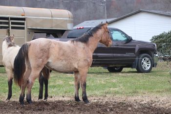 Guns Make Her Peppy. Beretta. 2020 AQHA Dun Roan Filly. By Wrss Wyohancockgunnr and out of Cee Day Pepto. This chicky was over a month early! We are so beyond amazed that she is doing so well and thriving. She is not for sale at this time, so we are just sharing her on our website for now! Her pedigree includes: Peptoboonsmal, Blue Apache Hancock, Wyo O Blue, Mr Sun O Lena and more.
