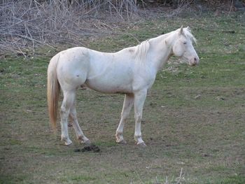 Doc's Sunnyside Up. 2004 AQHA Cremello Stallion. Stud Fee: $350 LFG. Doc is an incredibly easy horse to get along with. He is easy to breed, easy to catch and is wonderful with the foals in the field. All of our stallions spend their summers with the mares they breed. He is GUARANTEED to NOT produce a sorrel or chestnut baby. When bred to your average sorrel mare he will produce a palomino foal 100% of the time. We have him bred to several different colored mares (black, bay, sorrel, chestnut, and paint mares) just to see the color combinations we can get. We have gotten palomino and buckskin. Anyway, come check him out and the rest of the foals we have on the ground, we have about 60 horses and 4 stallions to choose from! Come take your pick...they come in all sizes, colors, ages, and prices! Live Foal Guarantee! Who wouldn't want a palomino or buckskin foal??? Sorry we are not set up to ship semen for any of our stallions.
