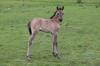 2022 AQHA Grulla Roan Filly. By Wrss Wyohancockgunnr and out of Freckles Silver Gun. This girl is flashy! Pedigree includes: Doc O Lena Twist, Playgun, Tuffernhel, Smart Little Lena, Royal Silver King, Blue Apache Hancock, Wyo O Blue and more. She should mature to 15.0-1 hands. She is 5 panel NN through sire and dam.  SOLD
