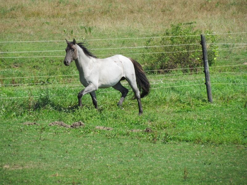 Hudson's Quarter Horses And Paints Our Stallions