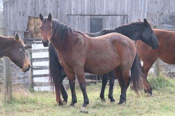 Finally A Smart Gun. Faith. 2017 AQHA Bay Roan Filly. By Wrss Wyohancockgunnr and out of Lil Foxy Cottontail. This filly is amazing. We are hoping to retain her for our herd, however, things may have to change. She is 5 panel NN. Pedigree incldues: Trona, Smart Little Lena, Finally Got Smart, Blue Apache Hancock, Leo Hancock Hayes, Gooseberry, and many more! She will be able to cut or rope a cow!
