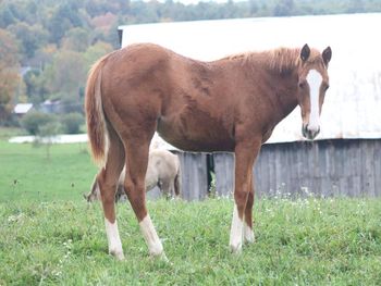 JUSTTELLMEWHOTOFIGHT. 2021 AQHA Sorrel Filly. By ATV and out of Smart N Tuff Peppy. Beth is a show stopper! Pedigree and looks to boot. She is smart and catty and willing to please and I can't wait to add her to our broodmare herd here in a few years.  Pedigree includes: Doc O Lena Twist, Smart Chic Olena, Smart Pep Olena, Tuffernhel, Peppymint Twist, Royal Silver King and more. Should mature to 15 to 15.1 hands. 5 panel NN.
