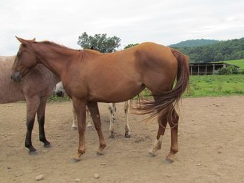 Playguns RuggedTwist. Poppy. 2013 AQHA Chestnut Filly. By ATV and out of Larks Playgun. She is very friendly and a very nice sized filly. She should mature to 15 hands. We have had a few foals out of this combo and all have been quick on their feet and smart. They have excelled in barrel racing and team penning. She has the following on papers: Playgun, Doc O Lena Twist, Peppymint Twist, Smart Little Lena, Doctressa, and Miss Silver Pistol. 5 Panel N/N.
