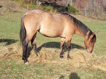 Playn Smart Hancock. 2015 AQHA Bay Dun Roan Filly. By Wrss Wyohancockgunnr and out of Gunnin Sugar. This girl is big, quick, put together correctly and bred just right! We are very excited to annouce that she is a new addition to our breeding program! Hancock, Leo Hancock Hayes, Blue Apache Hancock, Playgun, Smart Little Lena, Freckles Playboy and many more! 5 Panel N/N.
