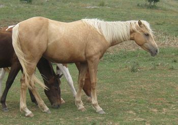 Double Coosa Te. 2009 AQHA Palomino Gelding. $1000. Very, Very flashy and BIG! By our stallion Doc's Sunnyside Up and out of our mare Coosa Te Lace. This guy is big and ready to train. He is very smart and was easy to halter break. His bloodlines include: Coosa Lad, Coosa, Doc Hollywood, Te N Te, Sheza Double Te, Doublemint Straw. SOLD!!!!!!!!!!!
