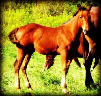 Dashs Steel Playgun. AKA: Dash. 2012 AQHA SOLID Bay Gelding. By Gunnin It and out of Seekers Mocha Dancer. This guy will be super nice, all of her babies are very quiet and easy to get along with. His pedigree includes: Playgun, Smart Little Lena, Freckles Playboy, Miss Silver Pistol, Mocha Mint, Our Hide N Seeker, and Goldseeker Bars. $1000. SOLD!
