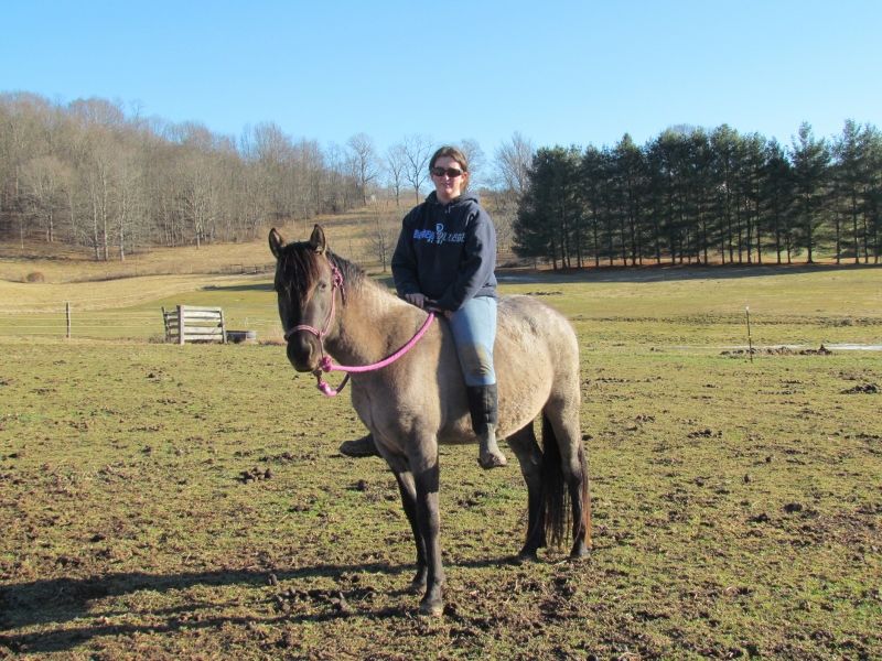 Hudson's Quarter Horses And Paints Our Stallions