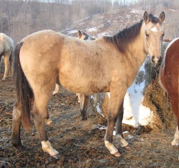 Golly Im Seekin, also known as Leo. 2009 AQHA Buckskin Gelding. $1300. Leo is out of our Seekers Mocha Dancer mare and by Doc's Sunnyside Up. He is a well put together guy and will look great in a show ring! Golly Im Seekin, also known as Leo. 2009 AQHA Buckskin Colt. $1300. Leo is out of our Seekers Mocha Dancer mare and by Doc's Sunnyside Up. He is a well put together guy and will look great in a show ring! SOLD!!!
