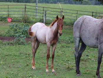 SEEKN GUNS N CASH. 2021 AQHA Red Roan Colt. By ATV and out of Blue Apache Seeker. This guy is a stunner! It has been since 2006 since we have had a red roan foal. Blueberry knocked it out of the park! Pedigree includes: Doc O Lena Twist, Peppymint Twist, Royal Silver King, Blue Apache Hancock, Wyo O Blue and more. 5 panel NN. Should mature to 14.3 to 15 hands. $2600. SOLD.
