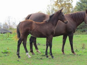 2013 AQHA Bay Colt. $1200. By ATV and out of Lil Foxy Cottontail. This guy will be a cow horse deluxe! He has Little Trona, Trona, Doc O Lena Twist, Peppymint Twist, Finally Got Smart and Smart Little Lena all on his papers! You really can't go wrong with this guy! He would make an excellent stallion prospect and a cutting or reining prospect! He should be quick on his feet and have a great mind on him! Sold!  Thank you Cathy! Going to Sissonville, WV!
