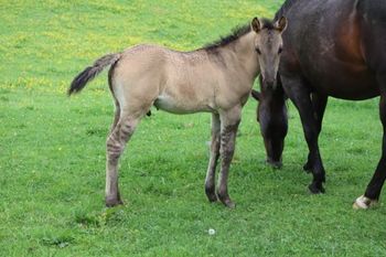 2023 AQHA Grulla Roan Colt. By Wrss Wyohancockgunnr and out of ATVS Hickory Chick. He is SOLD.
