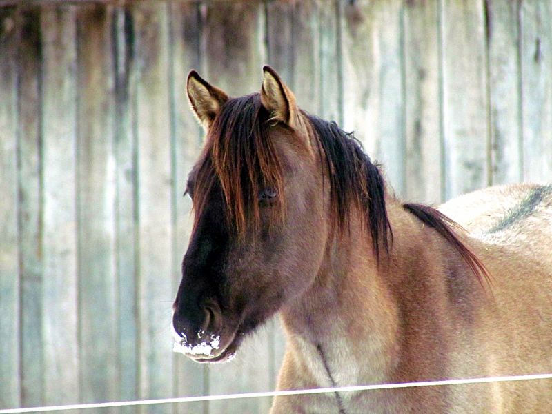 Hudson's Quarter Horses And Paints Our Stallions