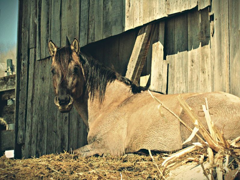 Hudson's Quarter Horses And Paints Our Stallions