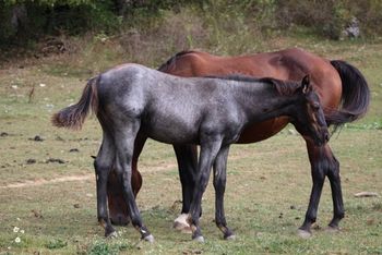 Cody. 2019 AQHA Blue Roan Colt. Sire: Wrss Wyohancockgunnr Dam: Kr Hickory Chick 5 panel NN Height Expectancy: 15.1 hands This guy is huge! Born on 5/2/19 Pedigree includes: Peppy San Badger, Rush of Peppy, Docs Hickory, Zantanon Bars, Blue Apache Hancock, Leo Hancock Hayes, Wyo O Blue, Chukkar Maid, and Docs Mahogany. Price: $2300. SOLD!
