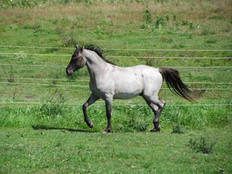 Hudson's Quarter Horses And Paints Our Stallions
