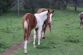 Ace. 2022 APHA Sorrel Tobiano Colt. By Kiss My Tonto and out of Nothin Doin. This guy is  massive! Should mature to 15.1-2 hands and be super stocky. He will do well all around! Pedigree includes: Kiss My Zippo, Paint Me Zippo, Sonny Dee Bar, Lady Bugs Destiny, Two Eyed Jack and more. SOLD.
