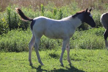 Charlee Rose. 2020 APHA Blue Roan Tobiano Filly. By Wrss Wyohancockgunnr and out of Kings Holy Poco. This filly apparently got all of the white...for everyone...for the year! Haha! She is as sweet as they can be and just loves attention. She will look super flashy under saddle too! She should make a nice all around horse that can go play with cows, go on the trail, do some barrels and more. Pedigree includes: Kiblers Holy Cow, Kiblers Black Hawk, Skipper W, Moon Brat, Wyo O Blue, Blue Apache Hancock and more. She is 6 panel NN. Priced at $2600. SOLD!
