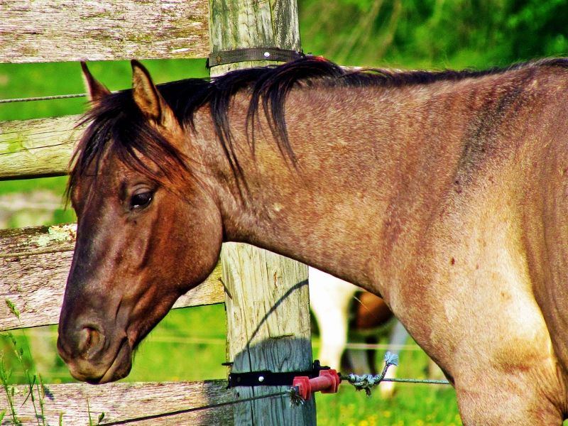 Hudson's Quarter Horses And Paints Our Stallions