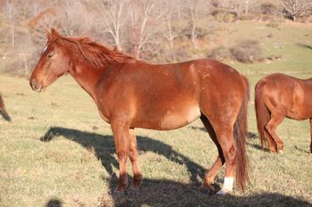 Twisted Red Ferrari. Ferrari. 2018 AQHA Chestnut Filly. By ATV and out of Lil Foxy Cottontail. Pedigree includes: Finally Got Smart, Little Trona, Trona, Doc O Lena Twist, Royal Silver King, and many more. Not for sale at this time.
