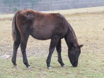 Royally Twisted Gun. 2014 APHA Solid Black Paint Gelding.  By ATV and out of Freckles Destiny. This guy is going to be really nice!! Pedigree will include: Playgun, Doc O Lena Twist, Peppymint Twist, Sonny Dee Bar, Sonny Destiny, Royal Silver King and Smart Little Lena! Price reduction! $1300 down to $1100! SOLD! Thank you Alycia and family
