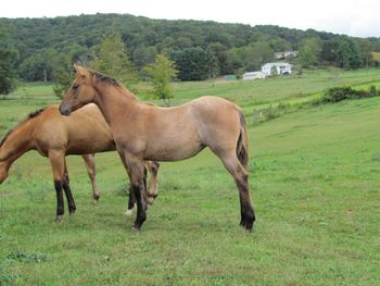 Smart Smokum Royal. Champagne. 2015 AQHA Bay Dun Roan Filly! By Wrss Wyohancockgunnr and out of Rainy Day Jazarey. This filly is very nice! She could also be homozygous dun! Pedigree includes: Smart Little Lena, El Royal Rey, Kings StarFire, Blue Apache Hancock, Leo Hancock Hayes, Wyo O Blue and many more. This girl will mature to 15.0-1 hands and be built like a tank. She will be very athletic, intelligent and easy on the eyes too! $2500. SOLD! Going to NC, thank you Mendy!
