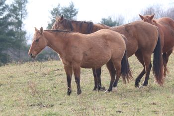 Smart Chics R Twistd. Chili Pepper. 2017 AQHA Bay Dun Filly. By ATV and out of Ring My Belles. She is not for sale at this time. She has Chic Please, Smart Chic Olena, Doc O Lena Twist, Royal Silver King and Freckles Playboy on her papers. Super, well built filly right here!
