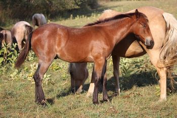 Thumper. 2019 AQHA Bay Roan Colt. By Wrss Wyohancockgunnr and out of Seekin Prissyboots. This guy should mature around 15.1 hands. He will be stocky! Freindly and easy going too! 5 panel NN. Pedigree includes: Wyo O Blue, Flits Gold Bar, Win Or Lose, Wyo O Blue, Blue Apache Hancock, and more. $1800. Sold!
