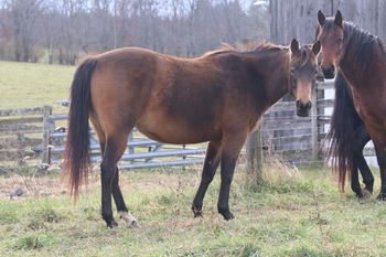 Smart Twisted Cash. Zesty. 2017 AQHA Buckskin Filly. By ATV and out of Missin Flame. Her pedigree includes: Missin James, Doc O Lena Twist, Sugar Bars, Royal Silver King, Freckles Twist, Dash For Cash and many more. This girl should mature to 14.3 hands. She is not for sale at this time.

