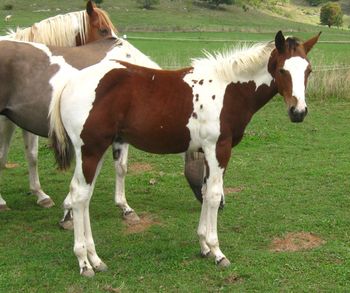 Magical Kisses. $900. She was originally sold, but the buyer at the last minute backed out. She is now available for sale again. She has a great personality and loves attention! 2011 APHA Bay Tobiano Filly. She is by our stallion Kiss My Tonto and out of our mare Hawks Magic Otoe. Her bloodlines include: Otoe's Goldenrod, Kiss My Zippo, Zippo Pine Bar, Paint Me Zippo, Sonny Dee Bar, Kiblers Black Hawk, Moon Brat, and Sky Bug Bingo. She is a flashy thing! Come check her out! SOLD....AGAIN!!! 10/17/2011
