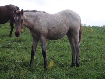 Benelli. 2021 AQHA Bay Dun Roan Colt. By Wrss Wyohancockgunnr and out of Seekin N Twistin. 5 panel NN. Should mature to 15.1-2 hands and be just as stocky. This guy is massive! Pedigree includes: Doc O Lena Twist, Peppymint Twist, Blue Apache Hancock, Wyo O Blue and more. $2800. SOLD!
