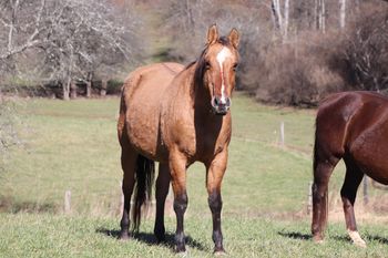 Ring My Belles. 2004 AQHA Dun mare. By Chic Please and out of Genuine Jezzabelle. Her sire has won over $200,000 in the cutting industry! She goes back to Smart Chic Olena, Genuine Doc and many more! We can't wait to see what she produces in the following years! Not for sale. 5 Panel N/N.
