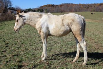Kissin My Ladies. Treasure. 2019 APHA Homozygous Palomino Paint colt. By Kiss My Tonto and out of Bugs Dash N Cherokee. This guy is one leggy guy! He is tall! He is homozygous tobiano (Both parents are). So if left a stallion he will produce only paint foals. He is sweet and loves his attention already. He should mature to around 15.1-2 hands. This guy's pedigree includes: Kiss My Zippo, Paint Me Zippo, Sonny Dee Bar, Mighty Cherokee, and many more. He is 6 panel NN. $2600 OBO. SOLD!
