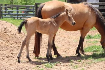 Jolene. 2023 AQHA Buckskin Roan Filly. By Wrss Wyohancockgunnr and out of Miss N Twistn Flame. She is SOLD.
